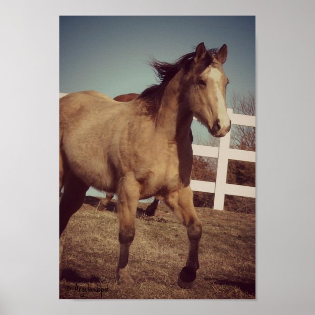 Buckskin Trot Poster (Framsidan)