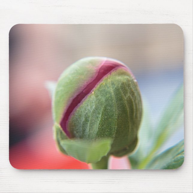Bud av Peony/Pnagstrosen Musmatta (Framsidan)