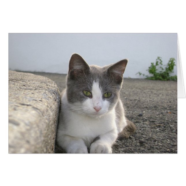 "Bud in färg" Hälsningskort (Framsidan Horizontal)