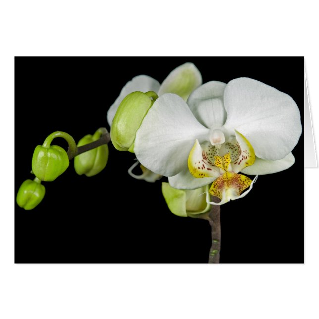 Bud och Blommar Hälsningskort (Framsidan Horizontal)