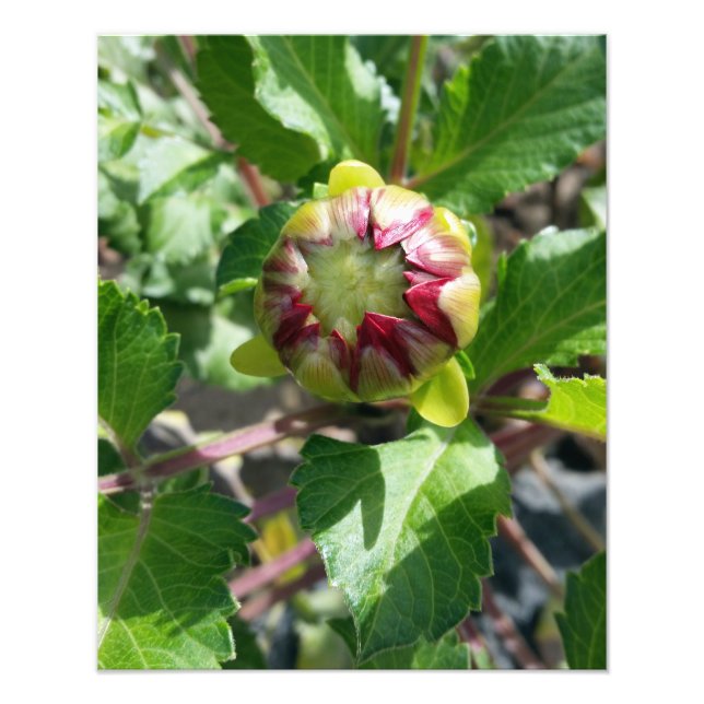 bud på hösten fototryck (Framsidan)