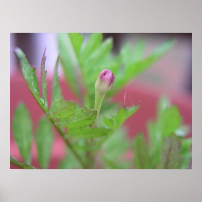 Bud Poster (Framsidan)