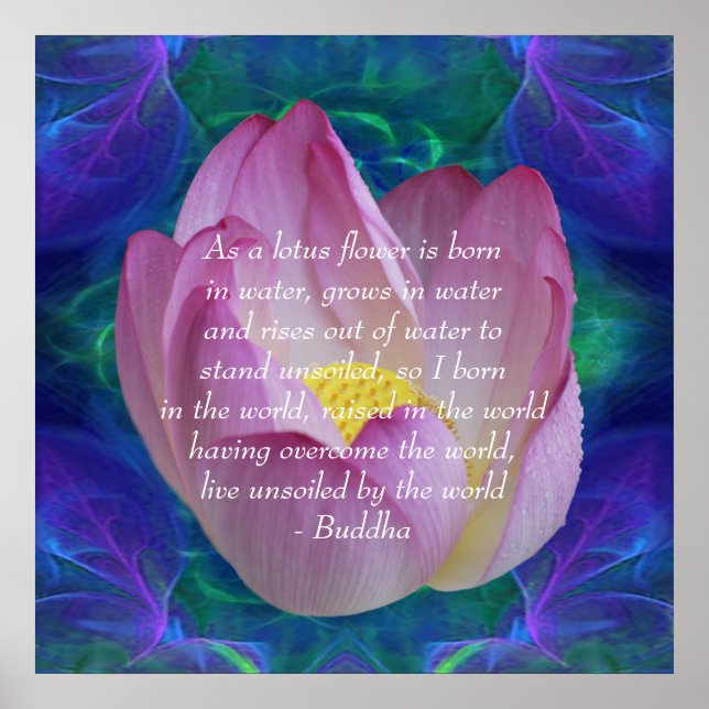 Buddha-citat Lotus blomma Poster (Framsidan)