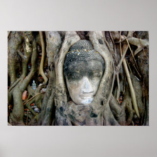 Buddha huvud poster