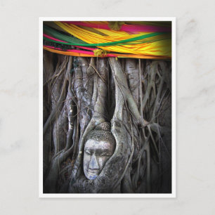 Buddha Och Trädet Buddhism Thailand Fotografi Vykort