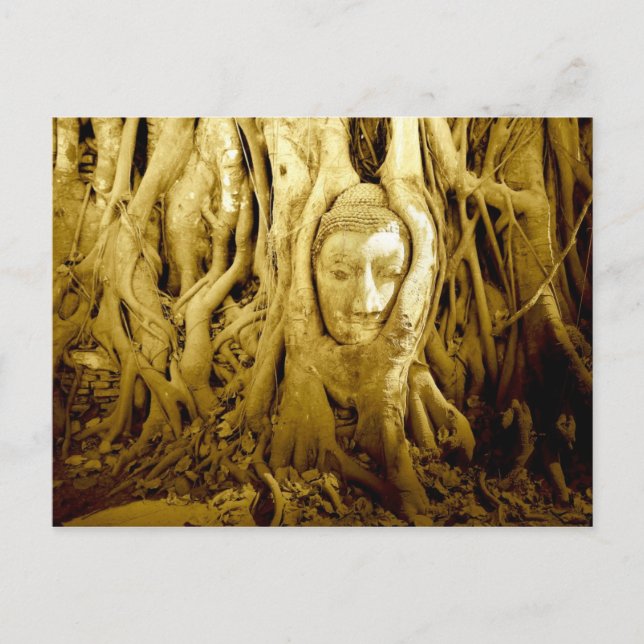 Buddhahuvud som är insnärjt i fikonrötter, Ayuttha Vykort (Framsida)