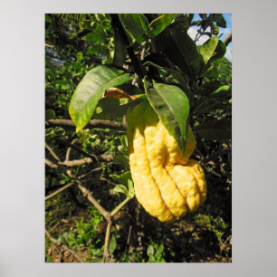 Buddhas Hand Citron Poster