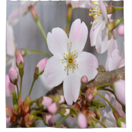 Budding Cherry Blommars