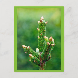 Budding Julgran vycard Helg Vykort