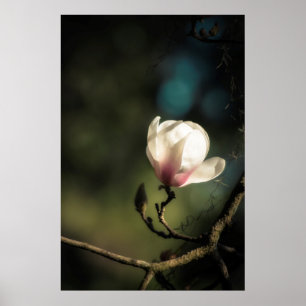 Budding magnolia-lodrät poster