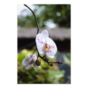 Budding Orchid's Bloom Fototryck
