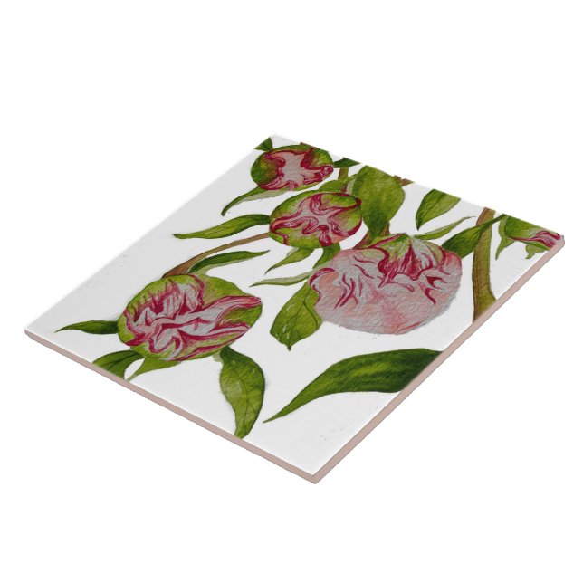 Budding Peonies on Ceramic Tile Kakelplatta (Sidan)