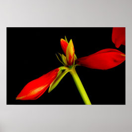 Budding Red Amaryllis on Black Poster