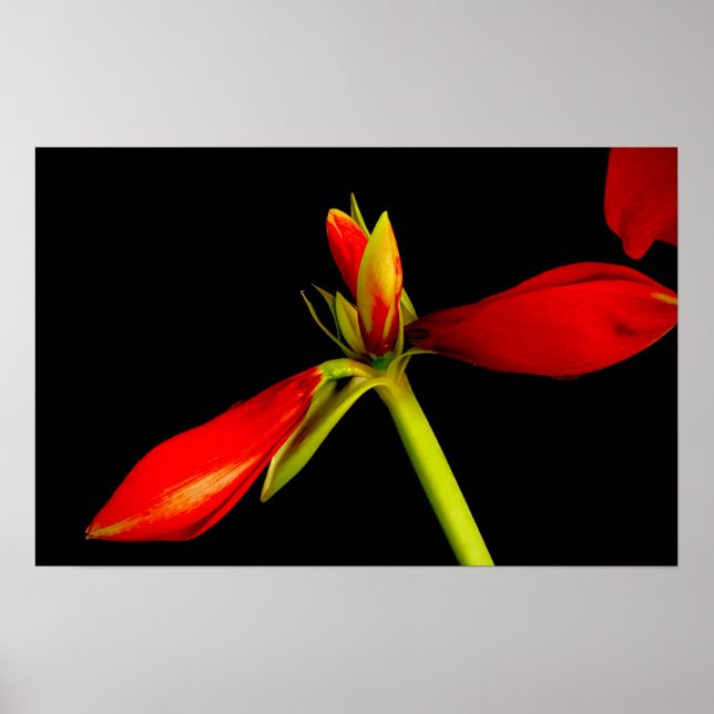 Budding Red Amaryllis on Black Poster (Framsidan)