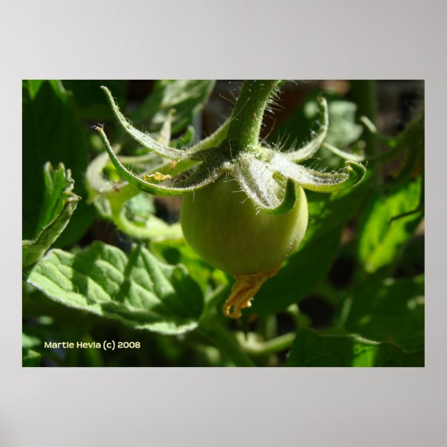 Budding Tomato Poster (Framsidan)