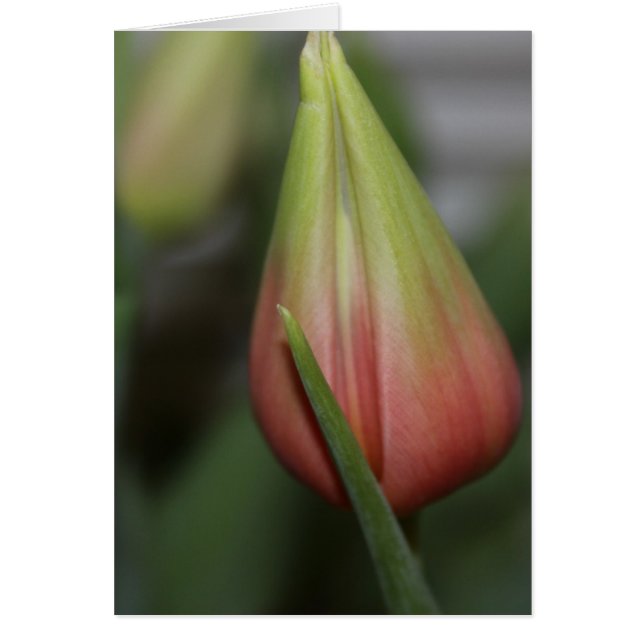 Budding Tulip #2 Hälsningskort (Framsidan)