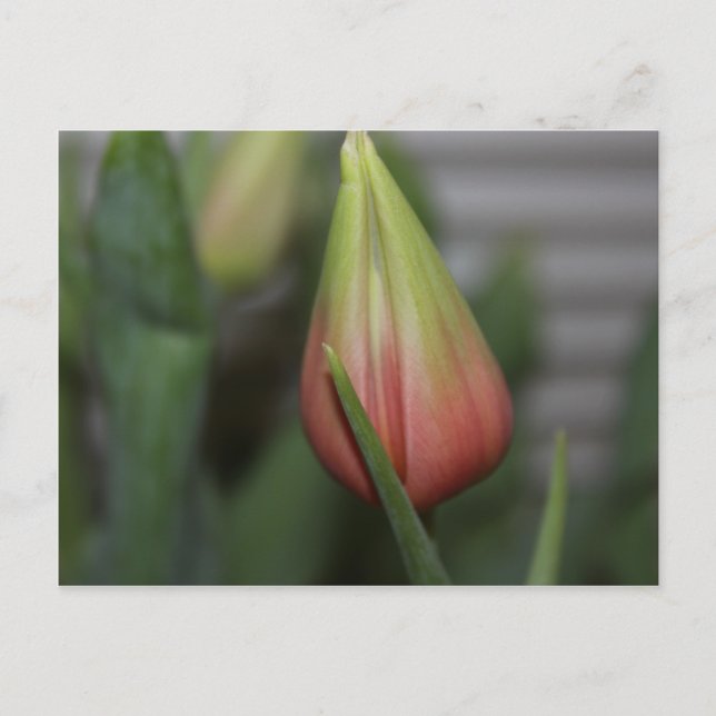 Budding Tulip #2 Vykort (Framsida)