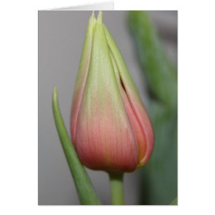 Budding Tulip #3 Hälsningskort
