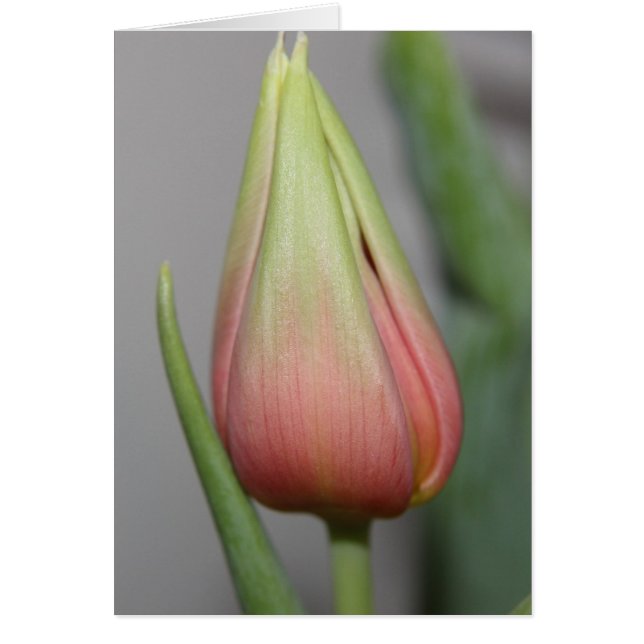 Budding Tulip #3 Hälsningskort (Framsidan)