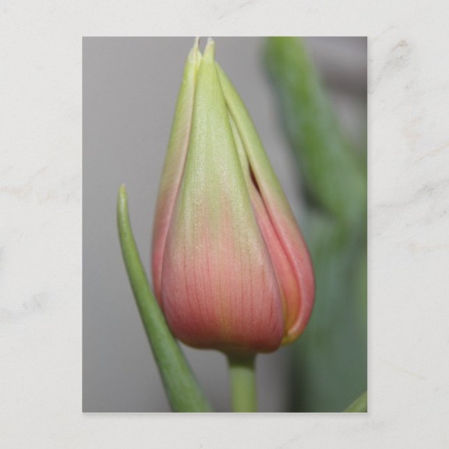 Budding Tulip #3 Vykort (Framsida)