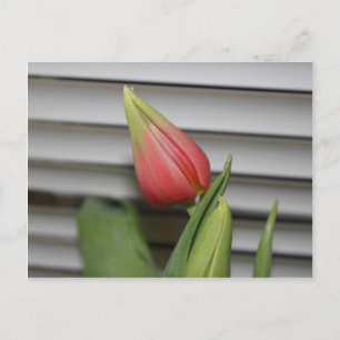 Budding Tulip Vykort