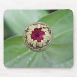 Budding Zinnia Musmatta