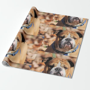 Buddt Bulldog Presentpapper
