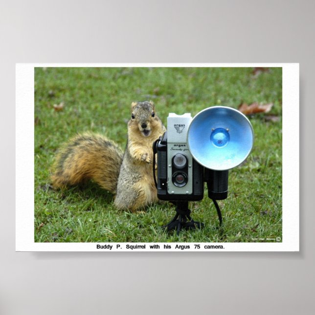 BUDDY P. SQUIRREL POSTER (Framsidan)