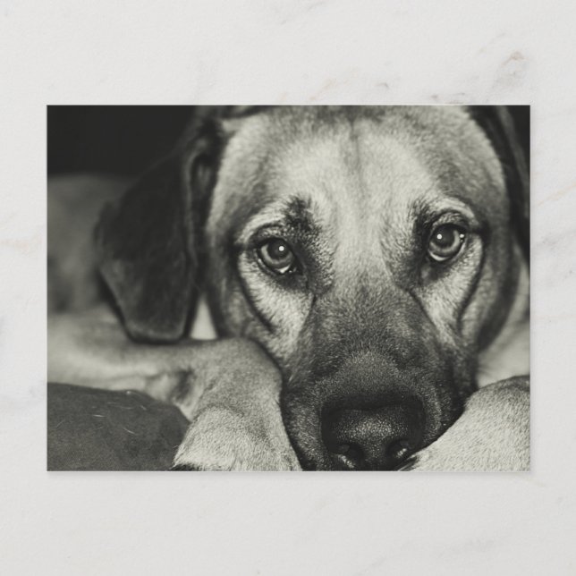 Buddy Postcard Vykort (Framsida)