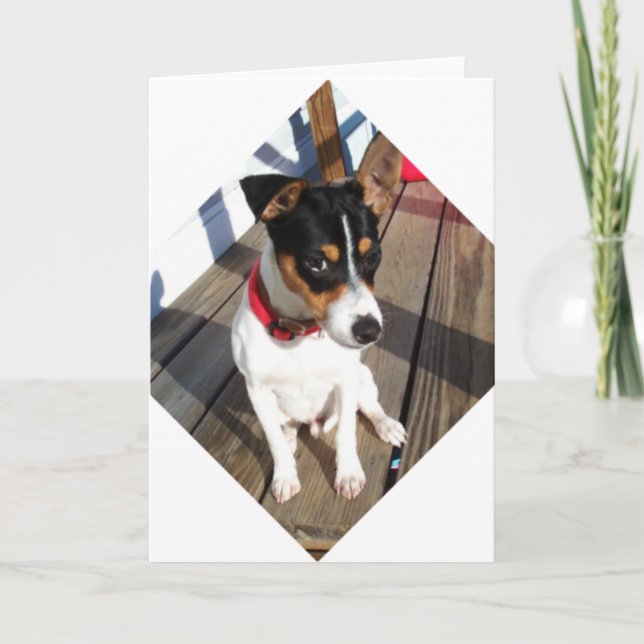 Buddy - Råtta Terrier Kort (Framsida)