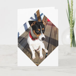 Buddy - Råtta Terrier Kort