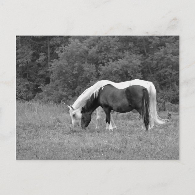 Buddy,s Vykort (Framsida)