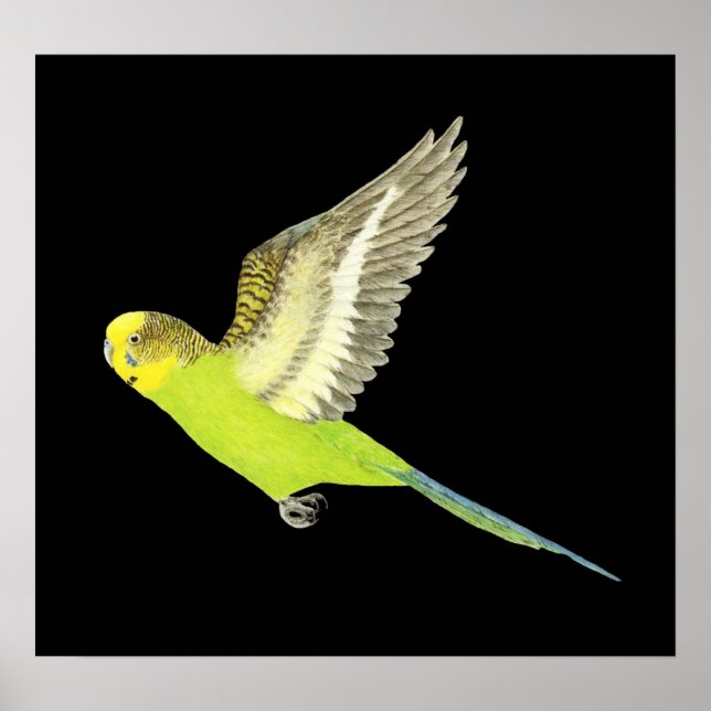Budgerigar-flyg - Melopsittacus undulatus Poster (Framsidan)