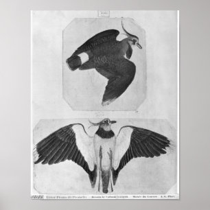 Budgerigars, från Vallardi Album Poster