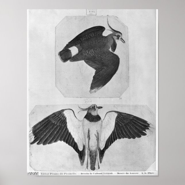 Budgerigars, från Vallardi Album Poster (Framsidan)