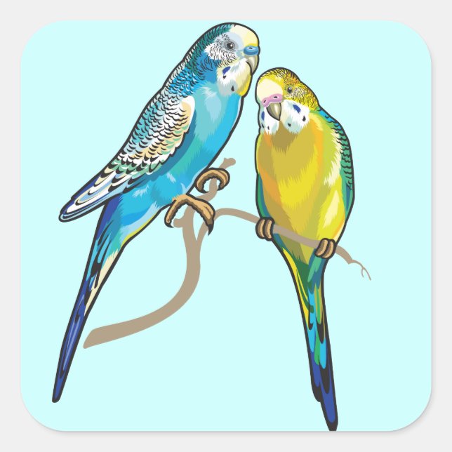 budgerigars fyrkantigt klistermärke (Framsida)