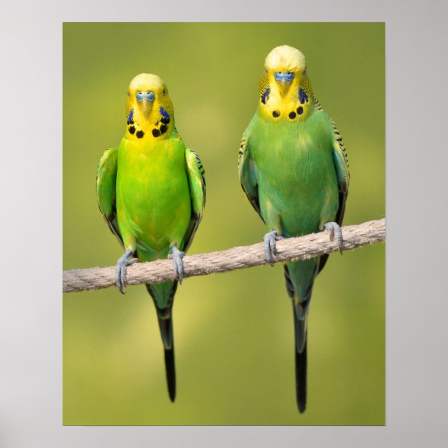 Budgerigars perched on a rope poster (Framsidan)