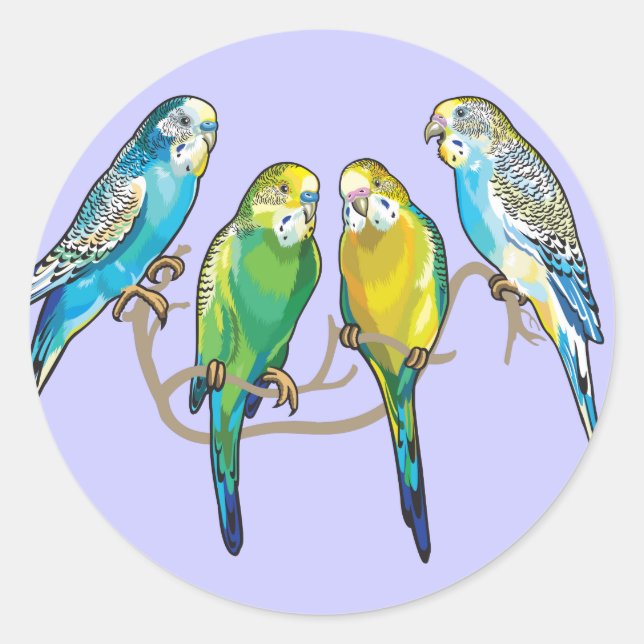 budgerigars runt klistermärke (Framsida)