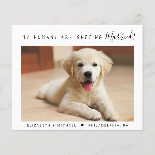 Budget för husdjursfoton Engagemang Annonsering (Framsida)