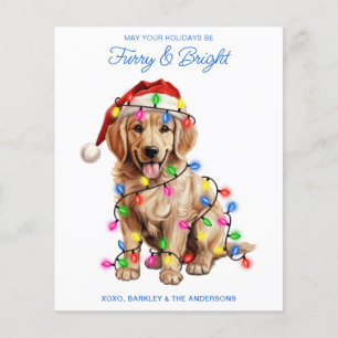 Budget Golden Retriever Hund Luffig & Strålande Ko