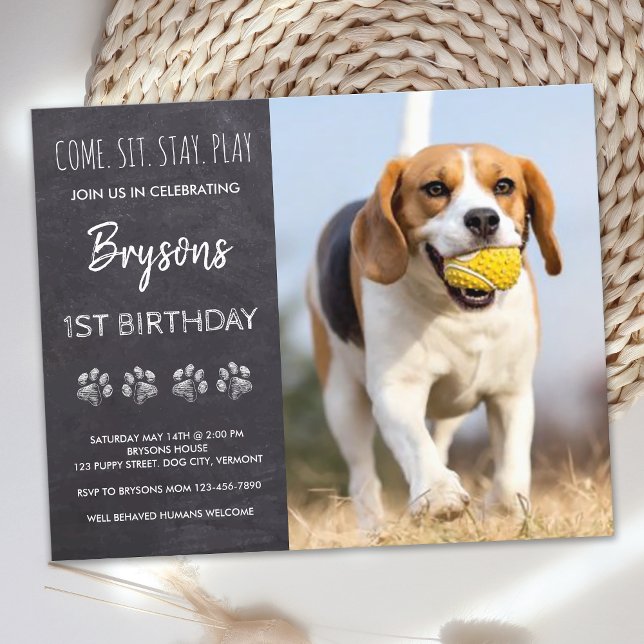 Budgeterad Kom, sätt in dig på Hund Puppy-panel (Skapare uppladdad)