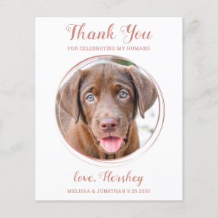 Budgeterat Pet Photo Hund Bröllop Tack