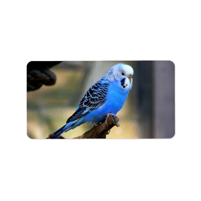 Budgie Adressetikett (Framsidan)
