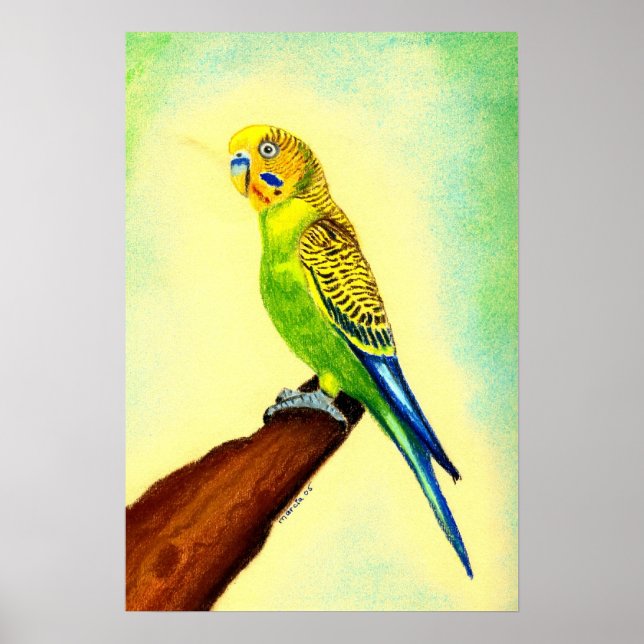 Budgie Bird Porträtt Poster (Framsidan)