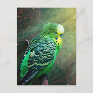 Budgie Bird Vykort