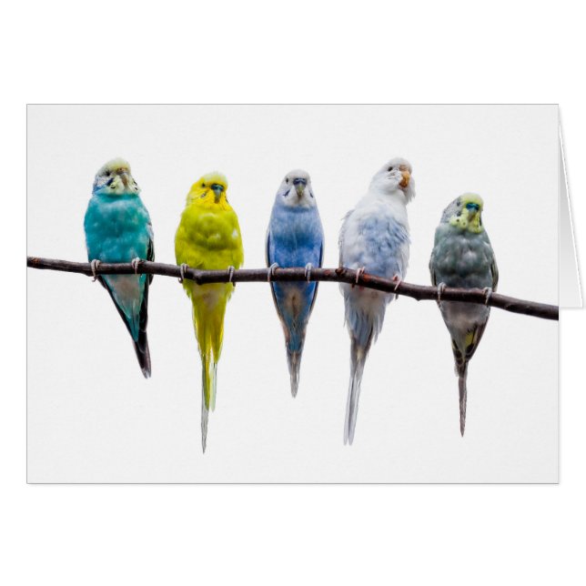 Budgie Birds OBS Kort (Framsidan Horizontal)