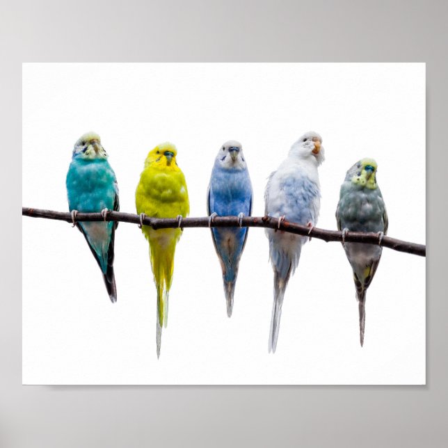 Budgie Birds Poster (Framsidan)