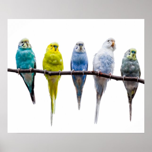 Budgie Birds Poster (Framsidan)