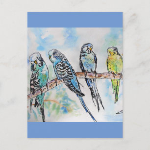 Budgie Budgies Watercolor Painting Bird Card Vykort