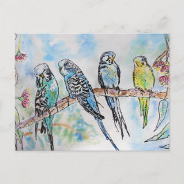 Budgie Budgies Watercolor Painting Bird Card Vykort